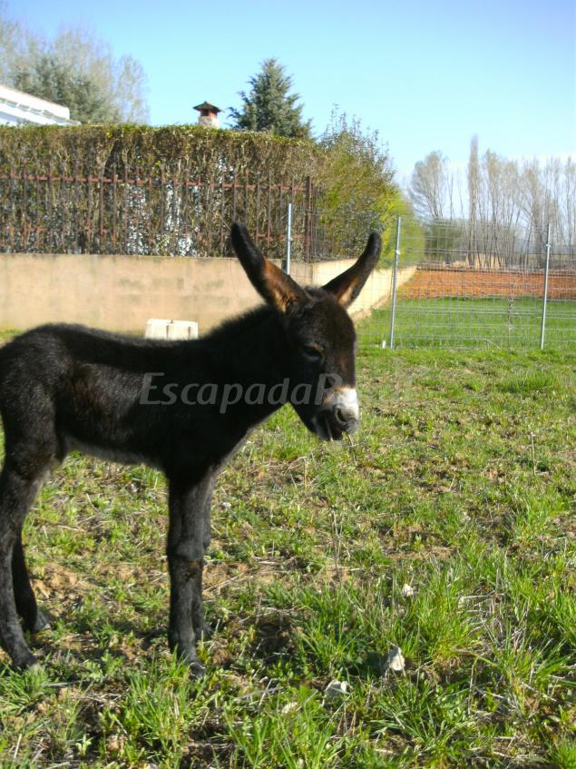 Apartamentos Rurales El Arca 6